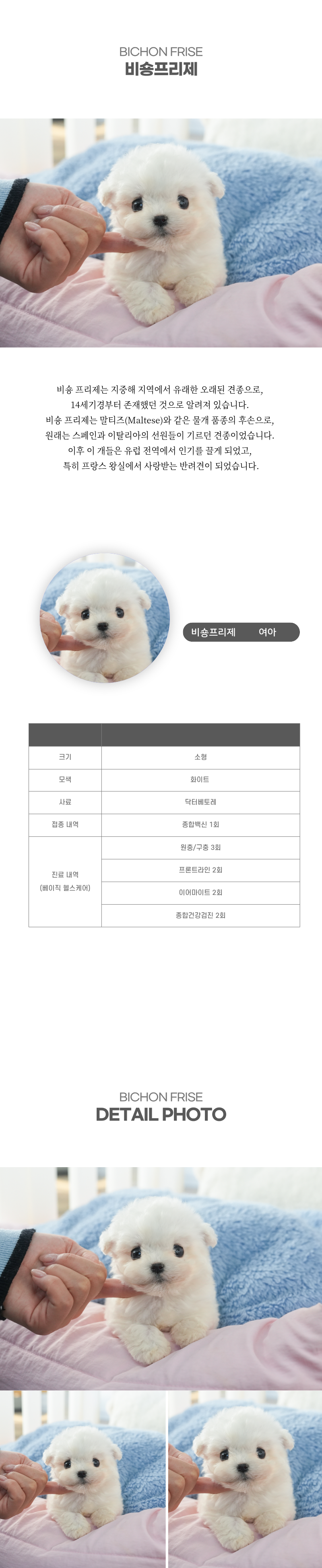 미니비숑_상세이미지_2